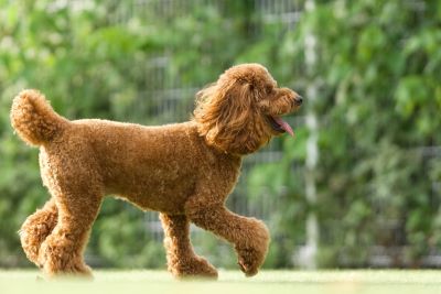 ペットは差し押さえ可能か？